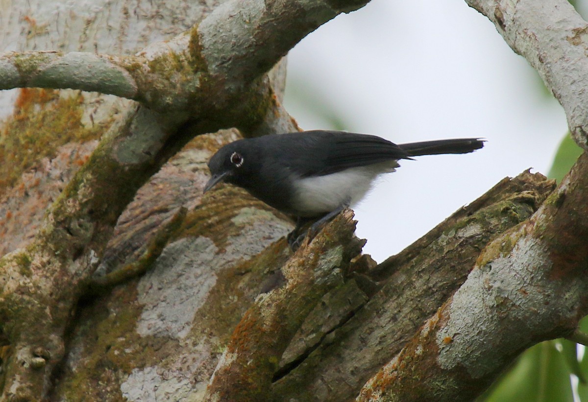 Slate-throated Gnatcatcher - Matthew Grube