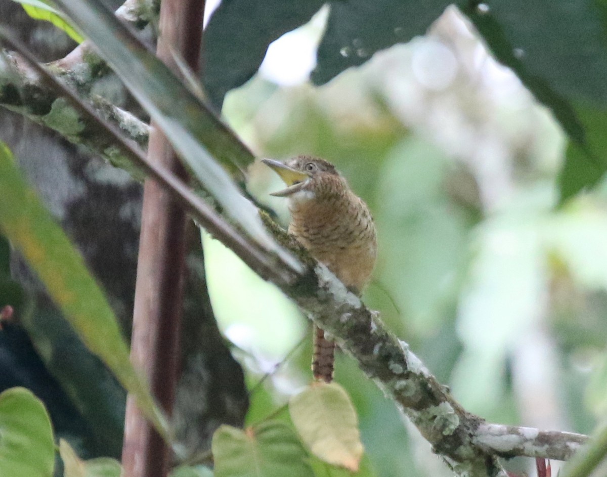 Barred Puffbird - Matthew Grube