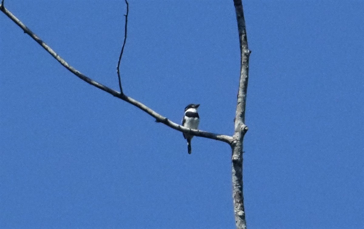 Pied Puffbird - ML67464841