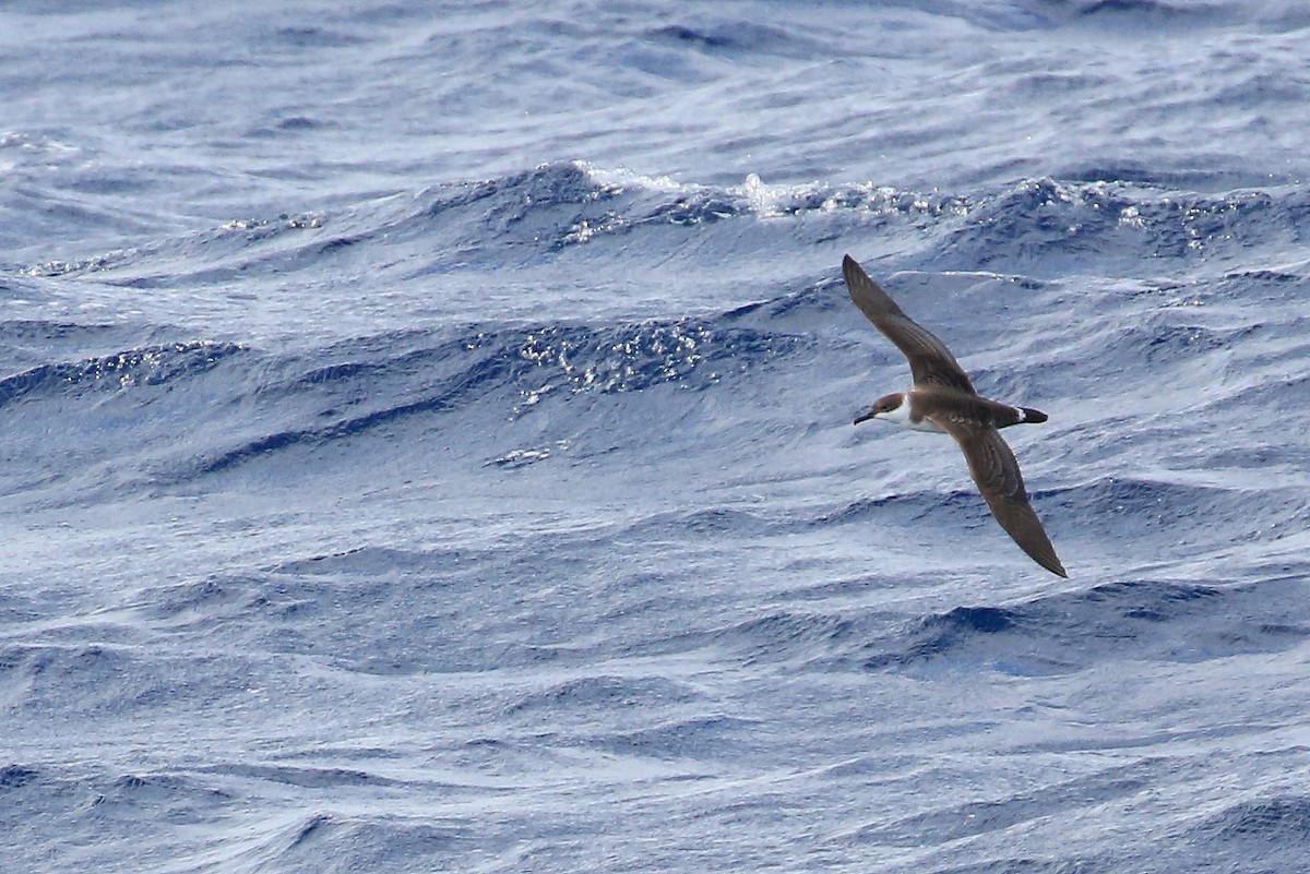 Great Shearwater - Tim Lenz