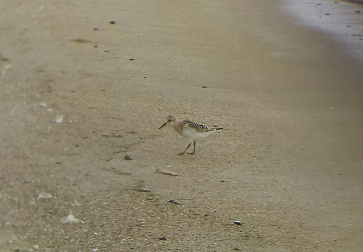 Baird's Sandpiper - ML67468671