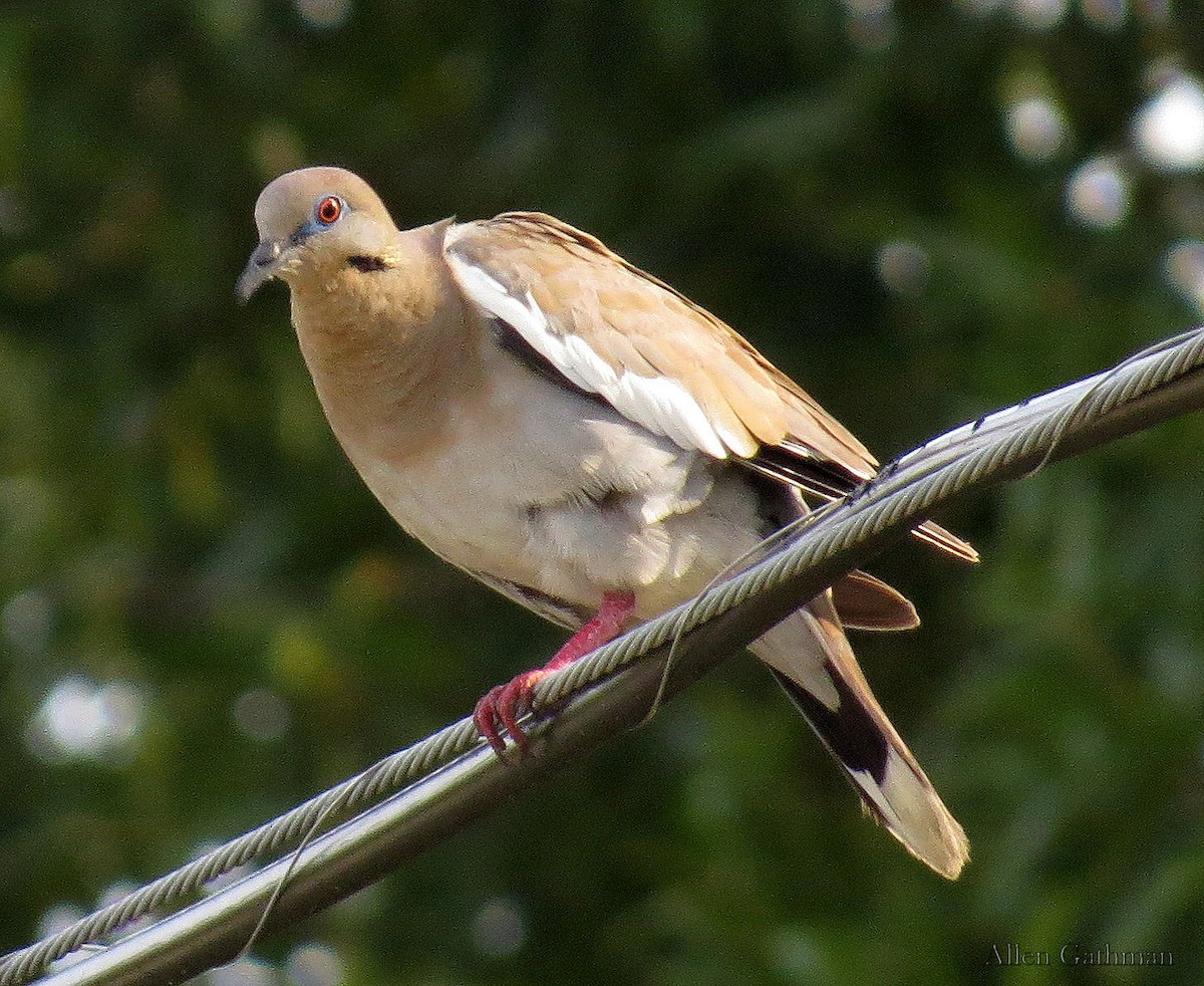 White-winged Dove - Allen Gathman