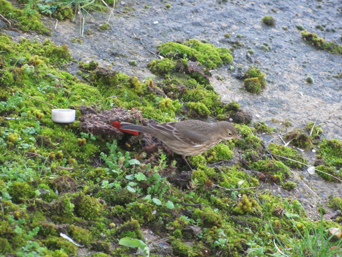 American Pipit - ML67474091