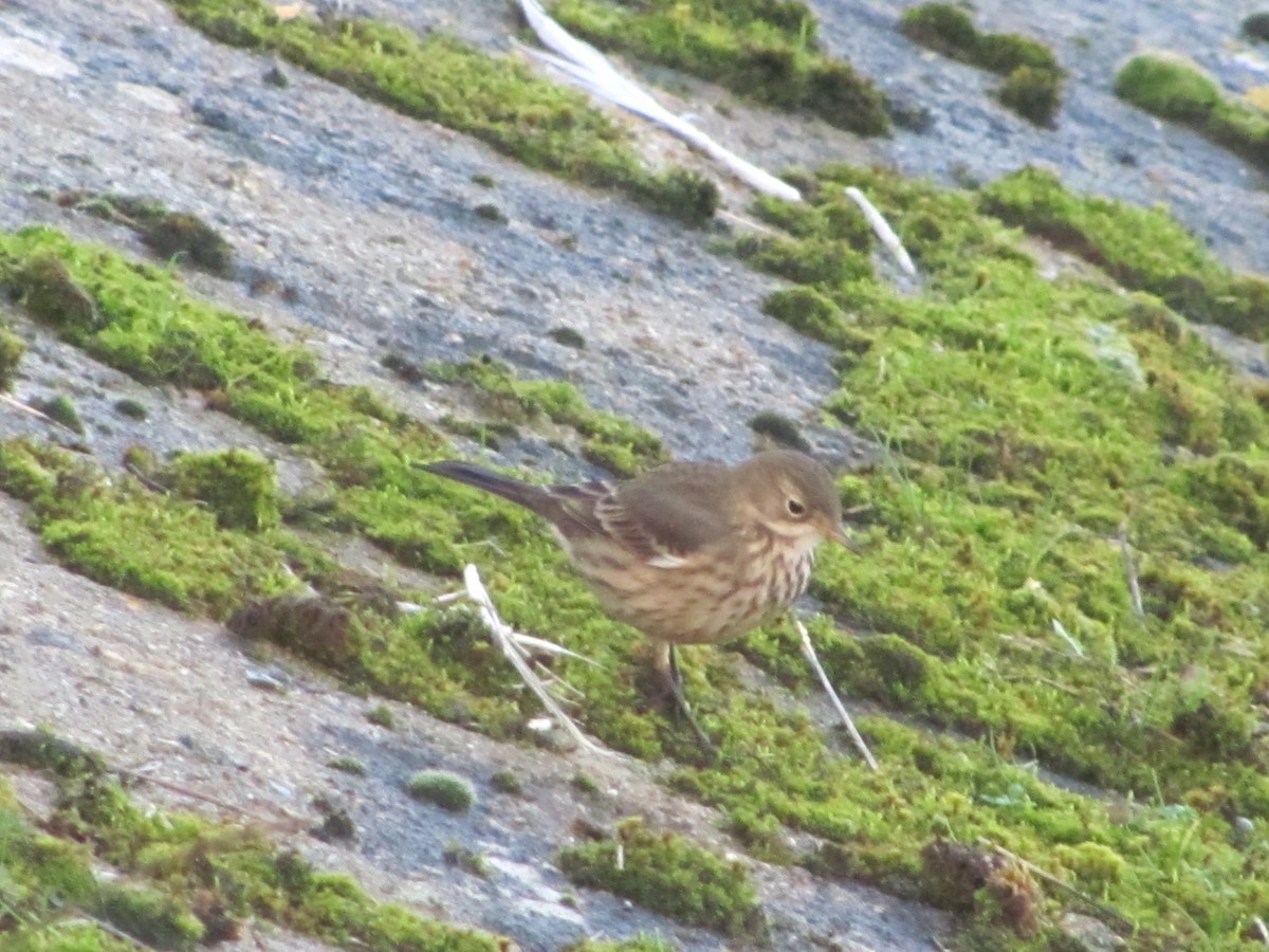 American Pipit - ML67474151