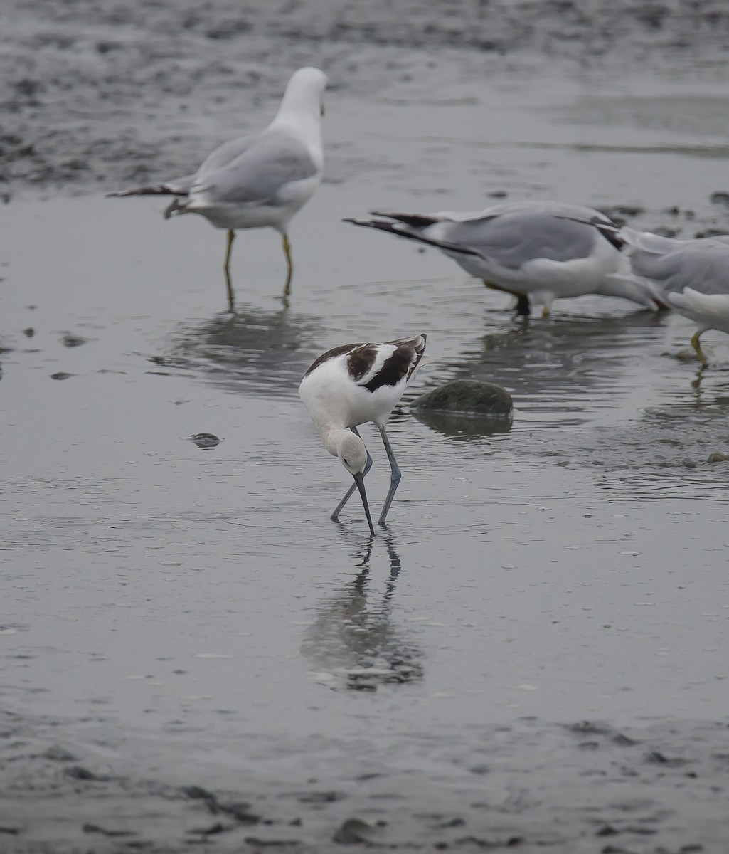 Avoceta Americana - ML67476181