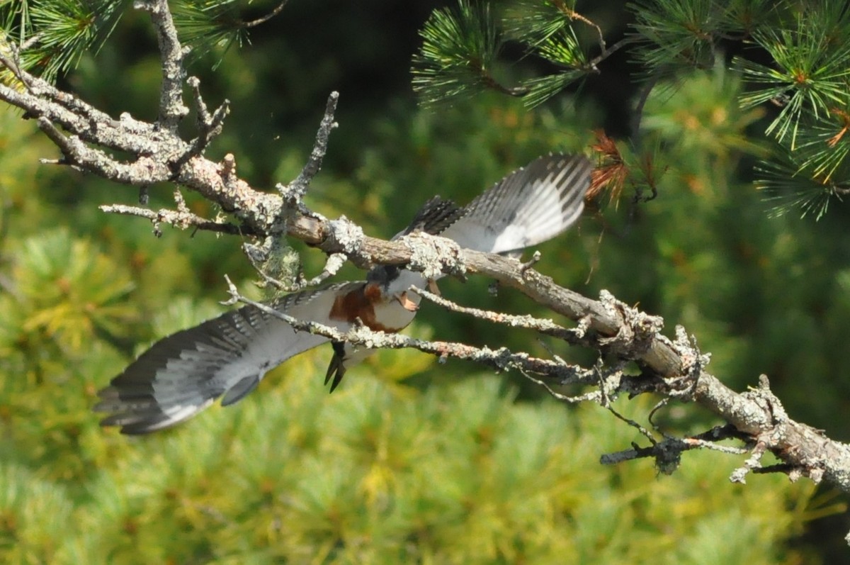 Belted Kingfisher - ML67476361