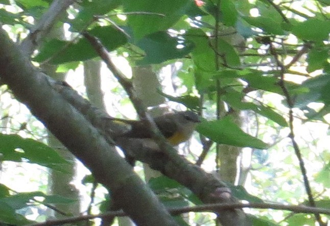 American Redstart - ML67477041
