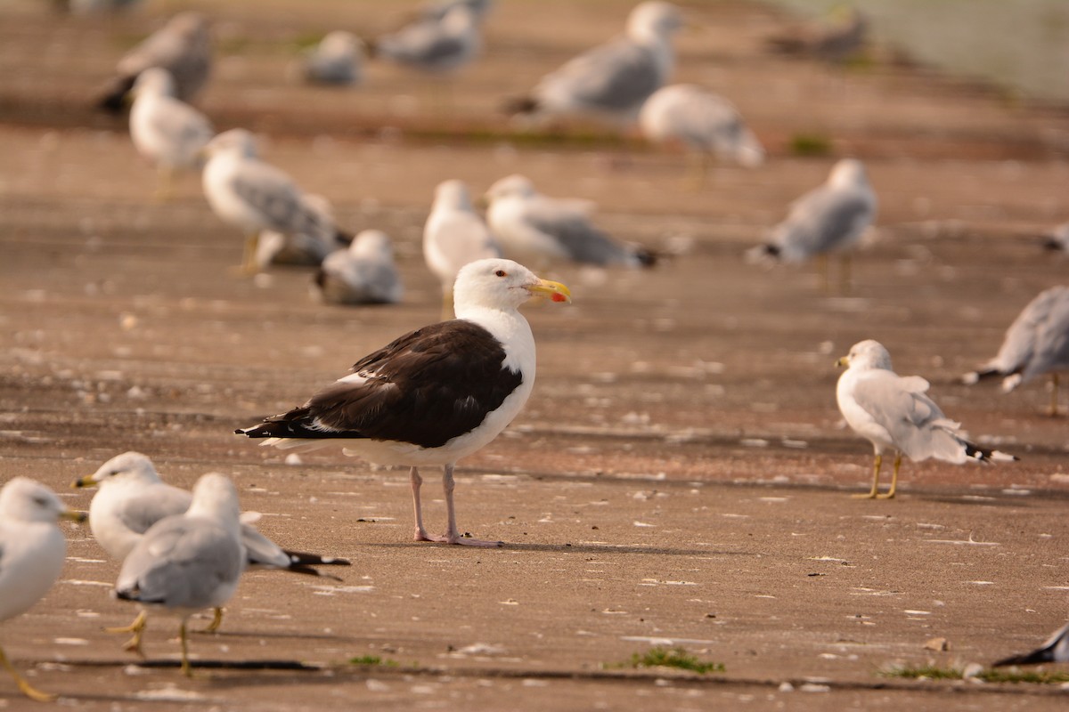 Great Black-backed Gull - ML67477621