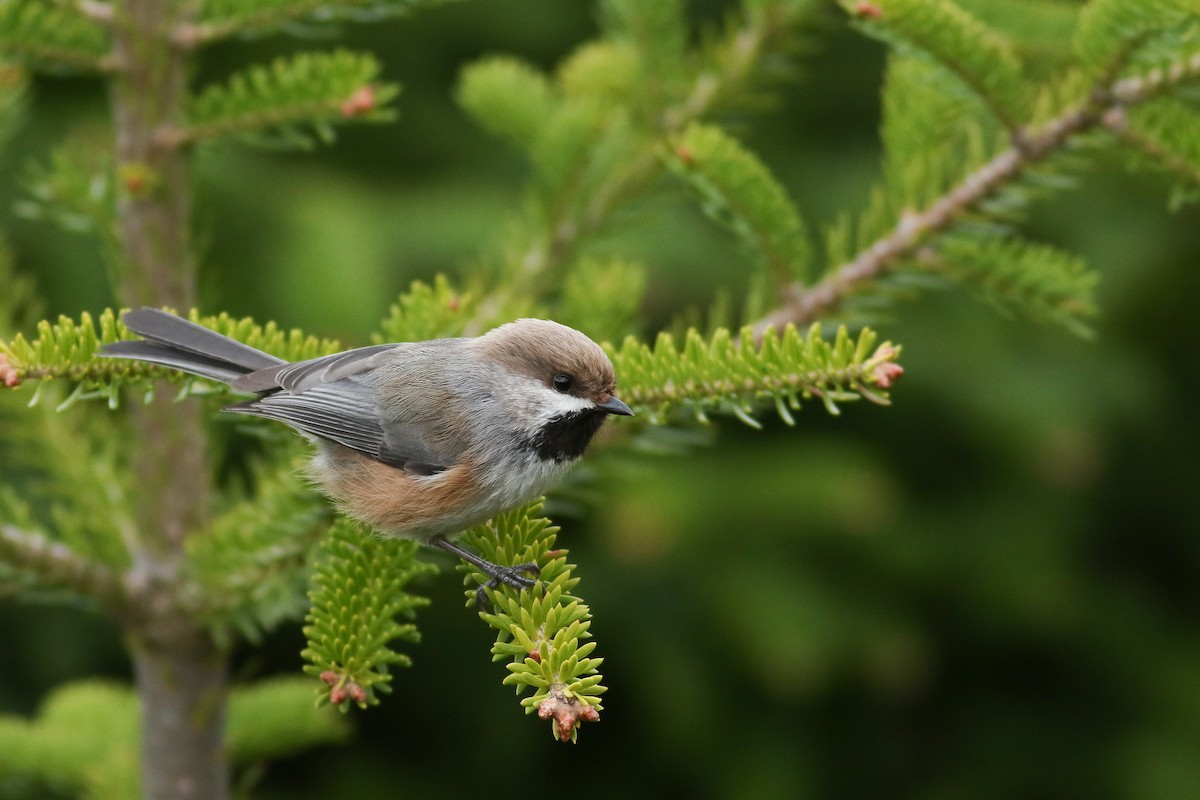 Boreal Chickadee - ML67478261