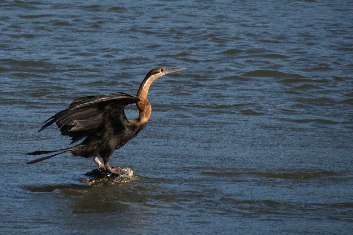 African Darter - ML67478691