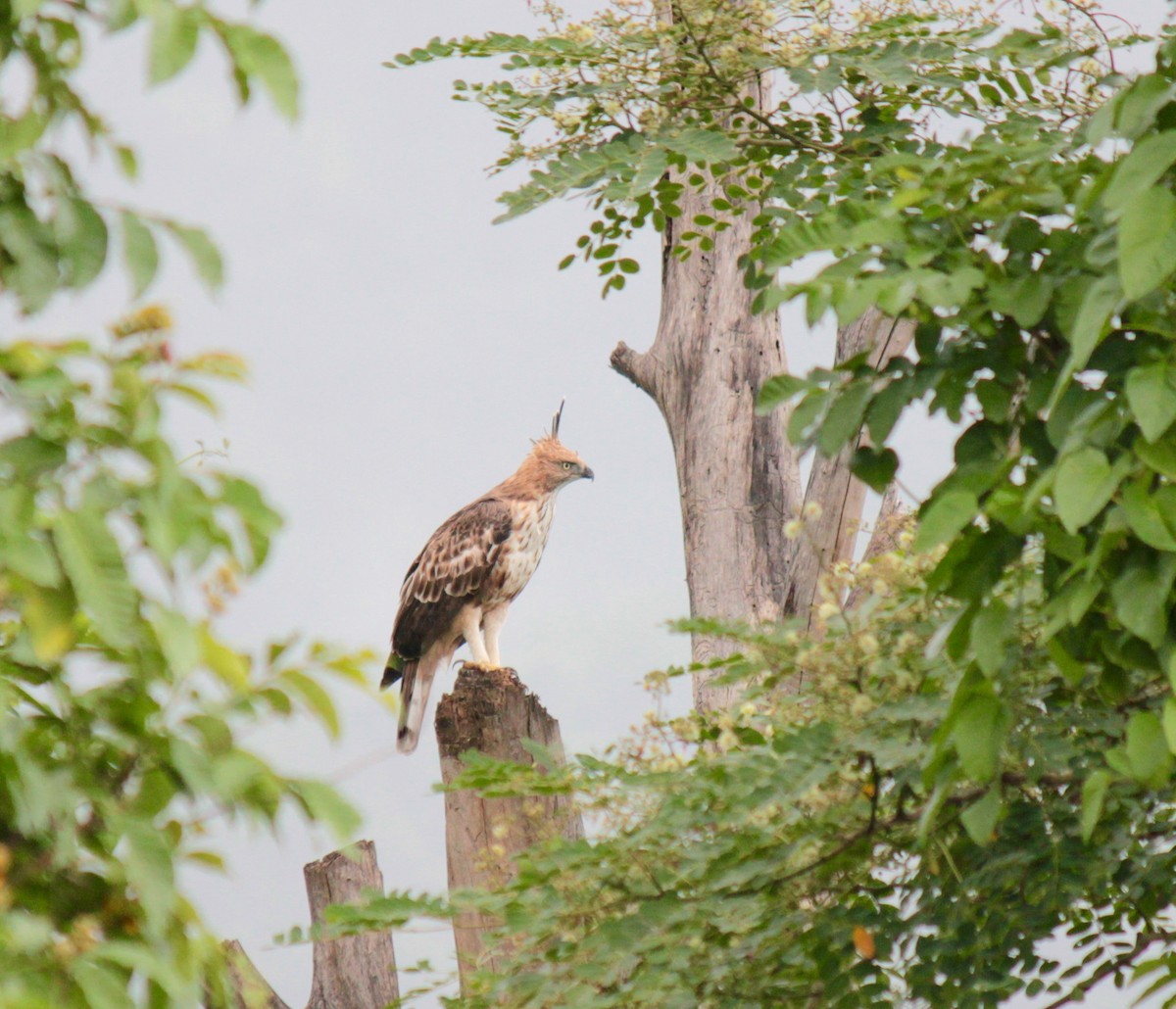 Changeable Hawk-Eagle (Crested) - Koshy Philip