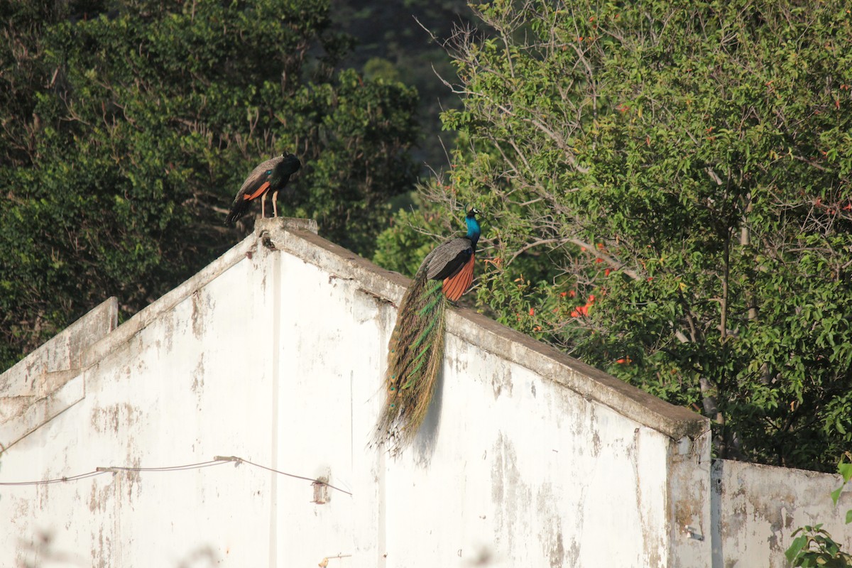 Indian Peafowl - Koshy Philip