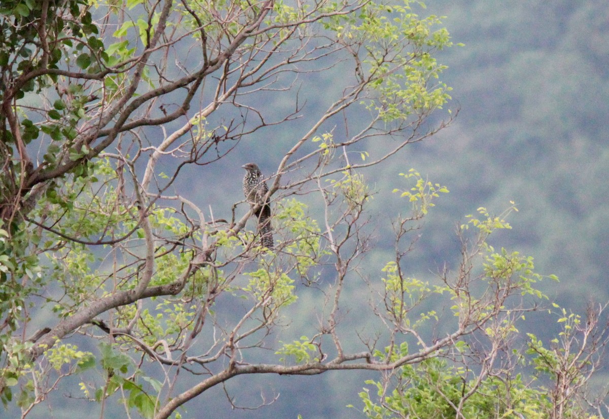 Asian Koel - ML67478791