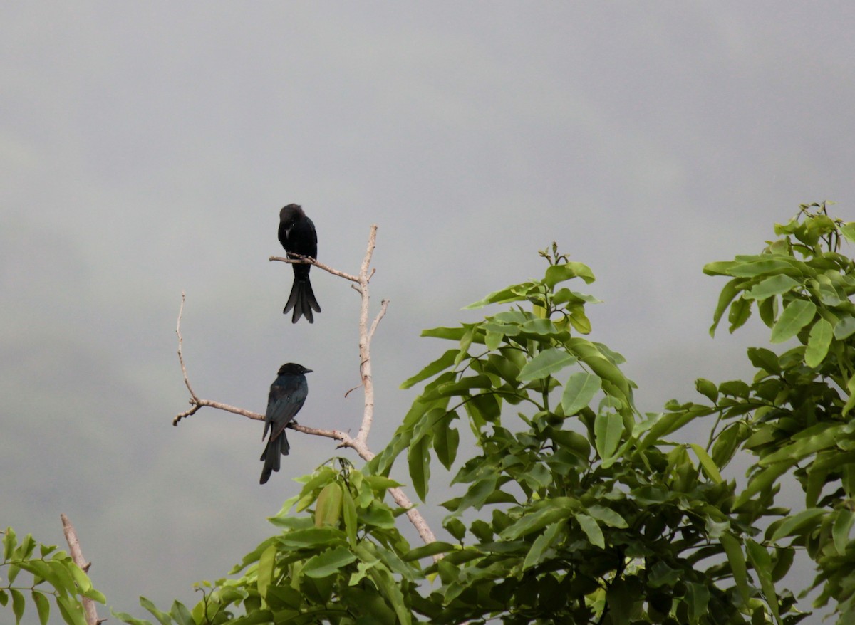 Black Drongo - Koshy Philip