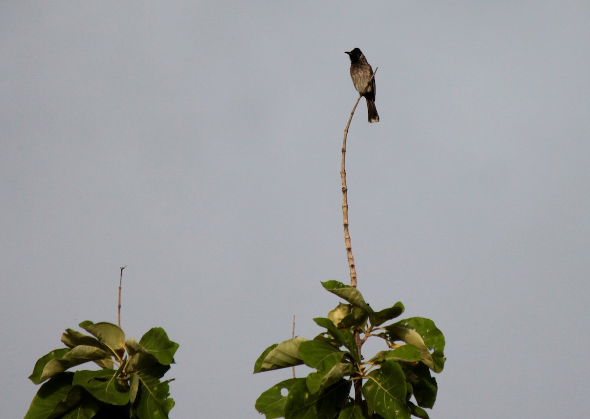 Red-vented Bulbul - Koshy Philip