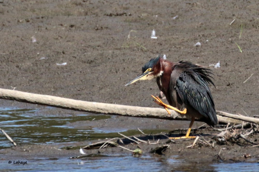 Green Heron - ML67479821