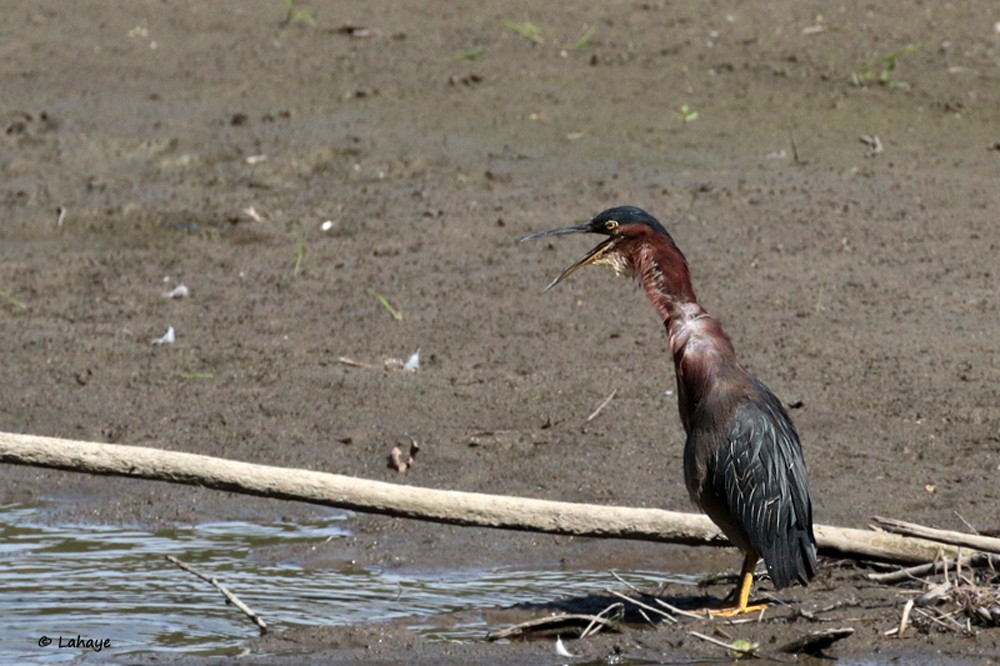 Green Heron - ML67479851