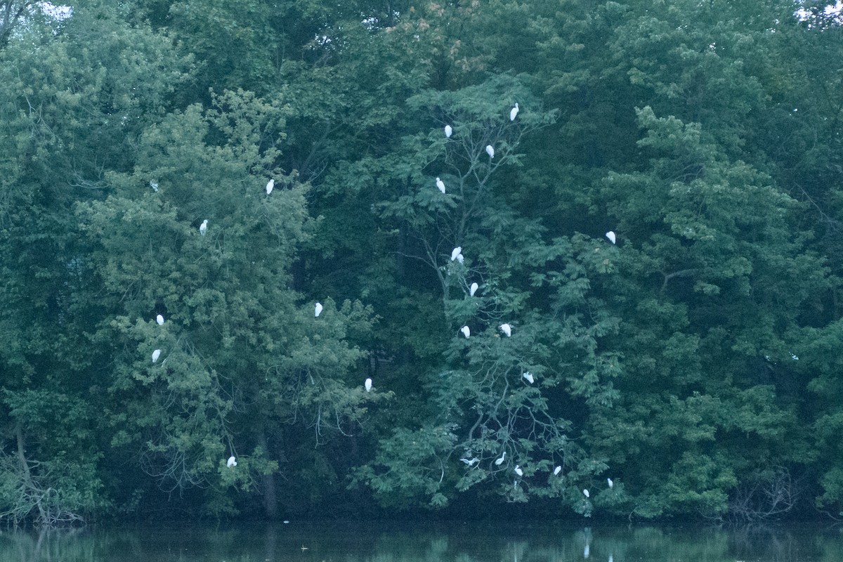 Great Egret - ML67480291