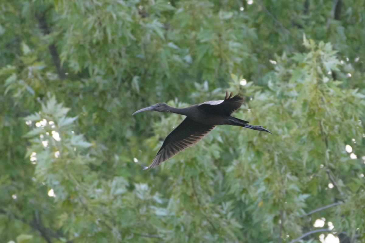 Glossy Ibis - Joseph Campolo