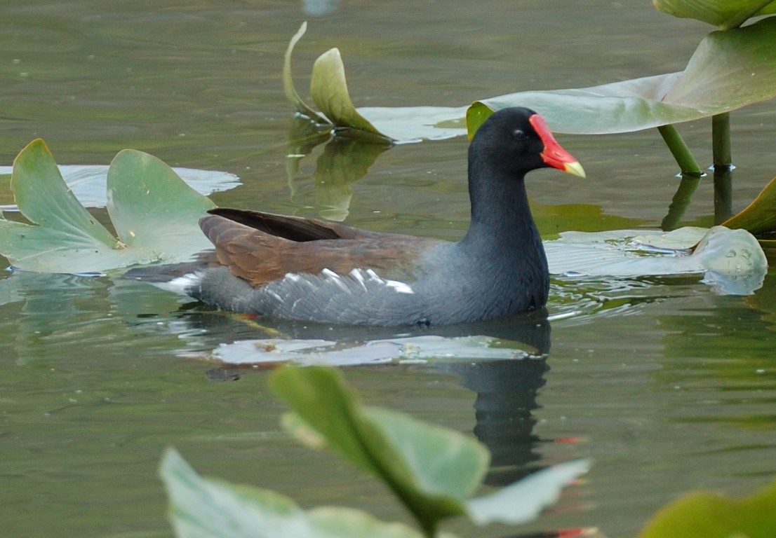 Common Gallinule - ML67480991