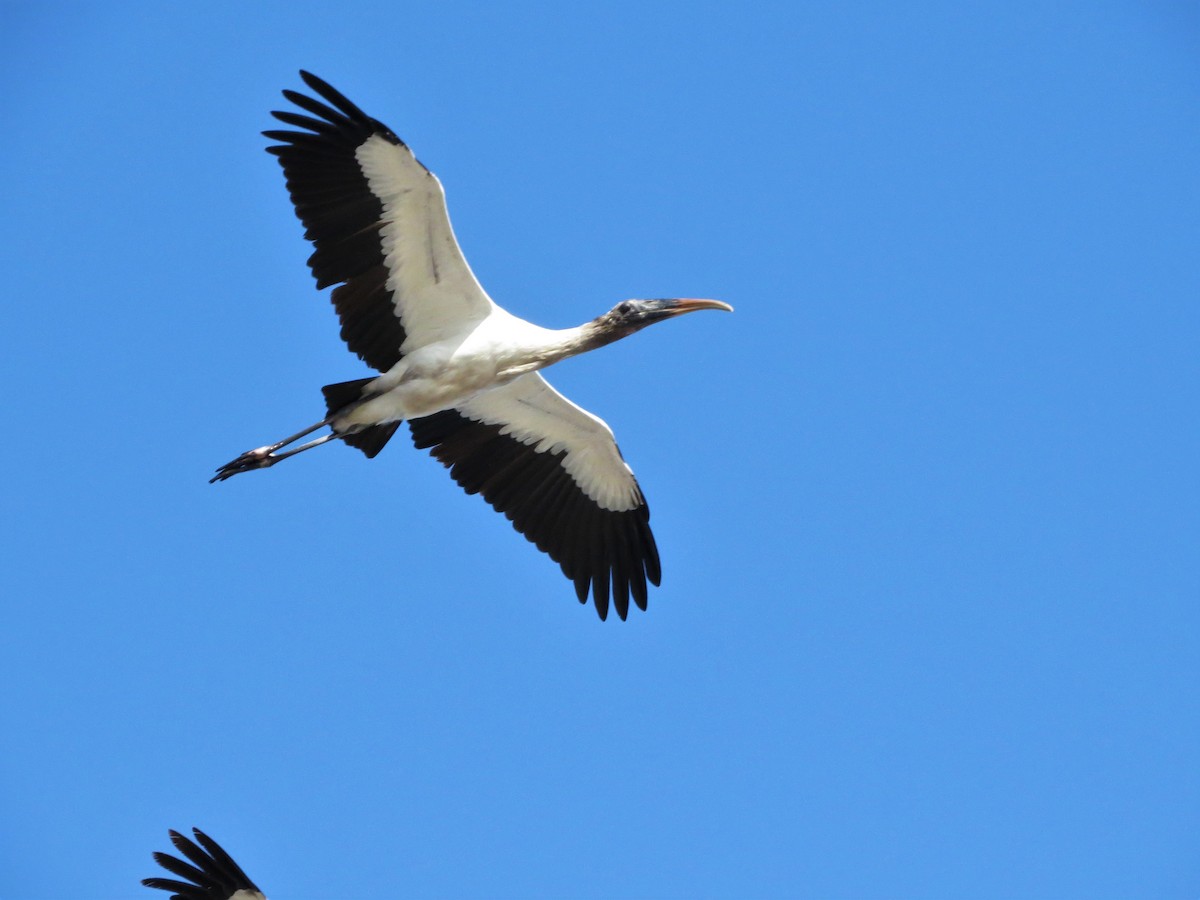 Wood Stork - Susan Young