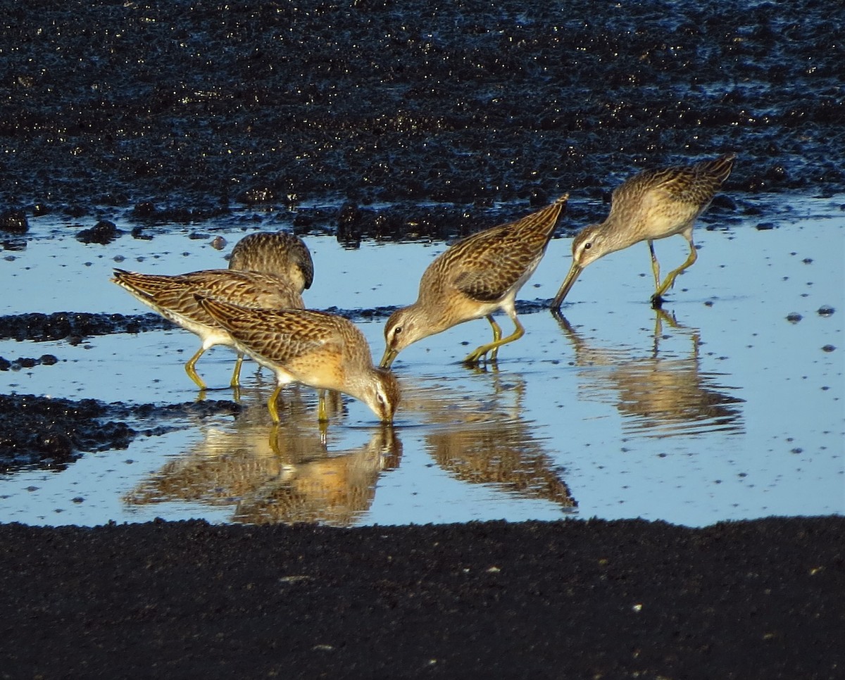 Short-billed Dowitcher - ML67481111