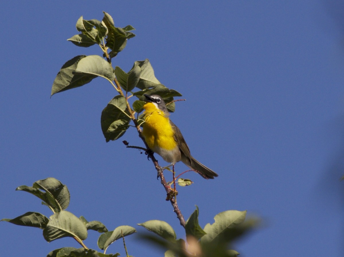 Yellow-breasted Chat - ML67481161