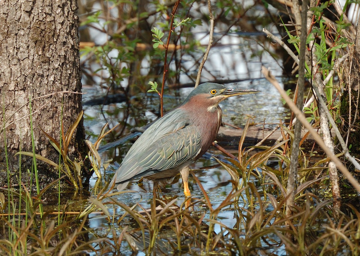 Green Heron - ML67481371