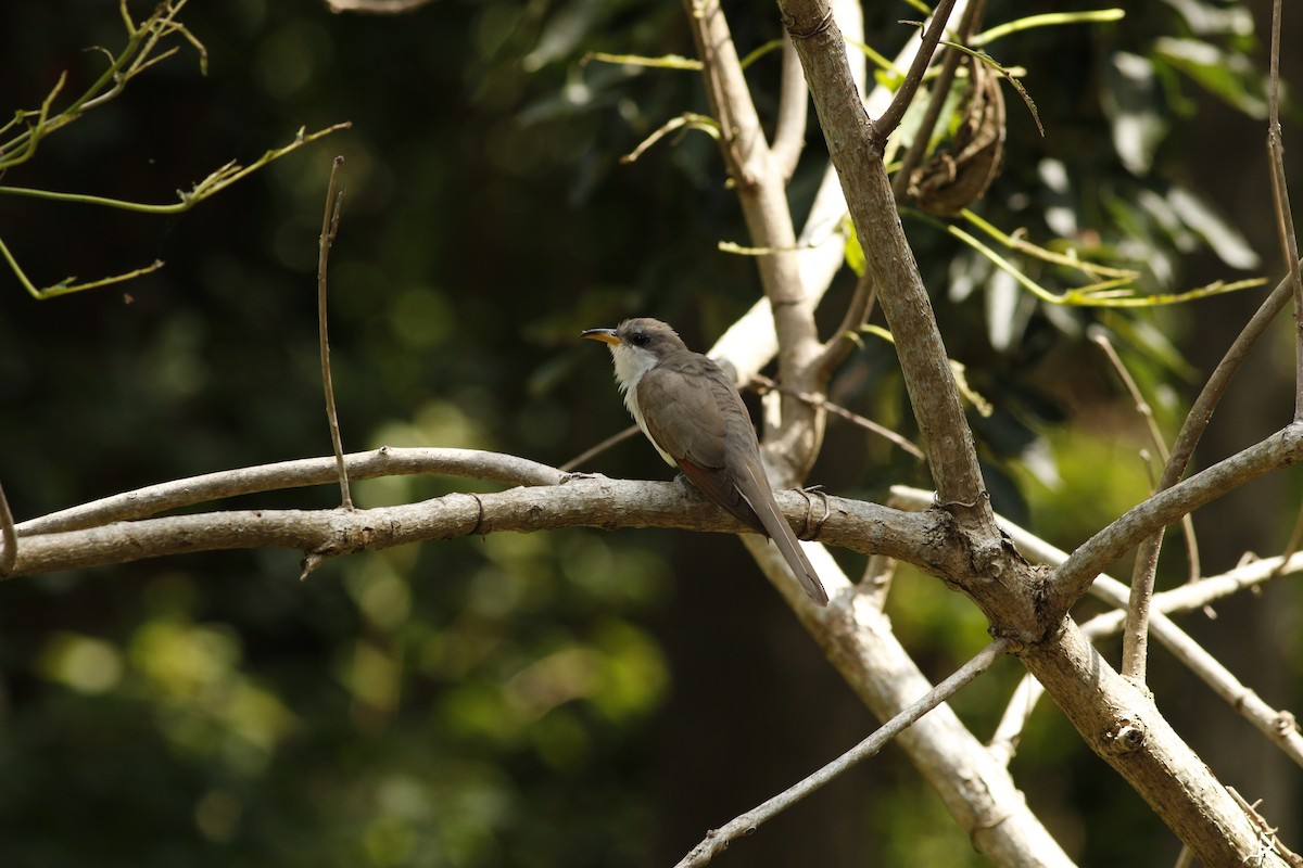 Yellow-billed Cuckoo - ML67481601