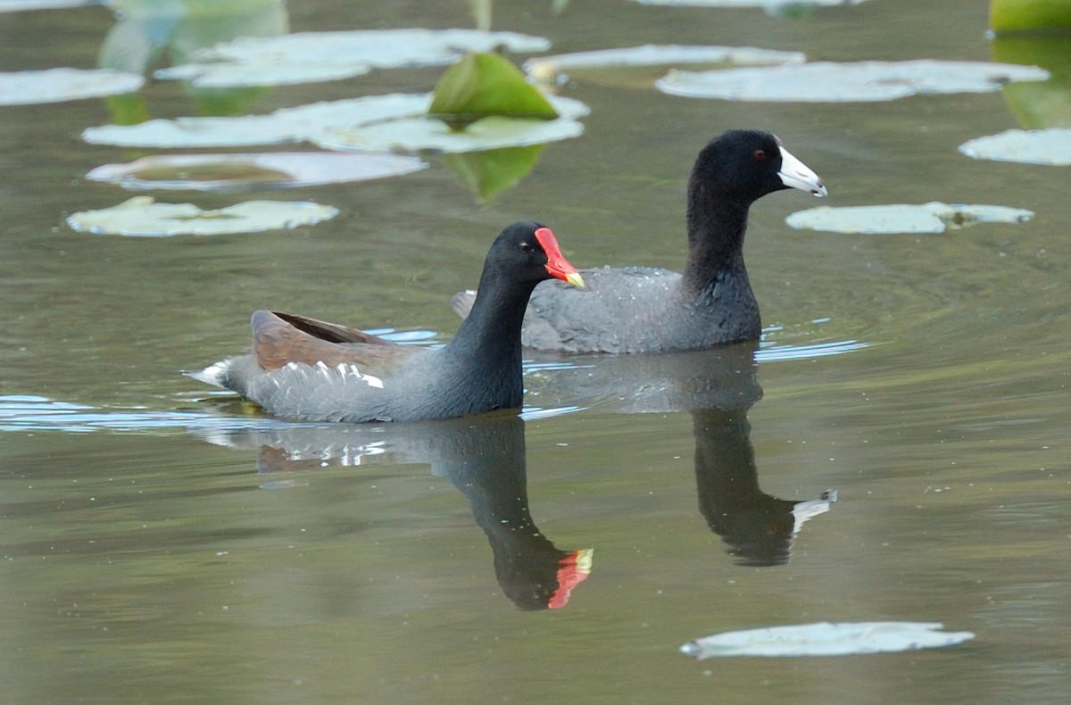 Common Gallinule - Max Wilson