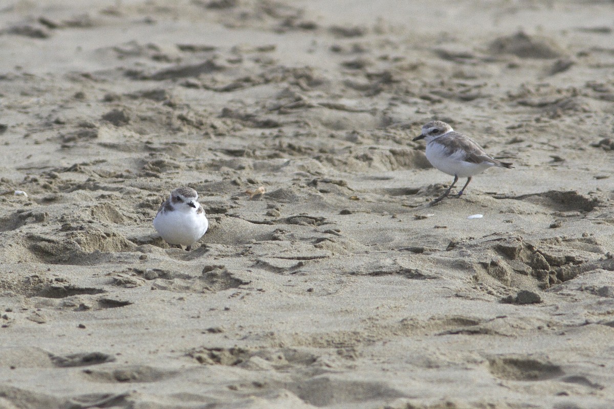 Snowy Plover - Richard Bunn