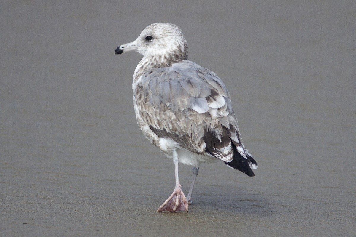 California Gull - ML67483671