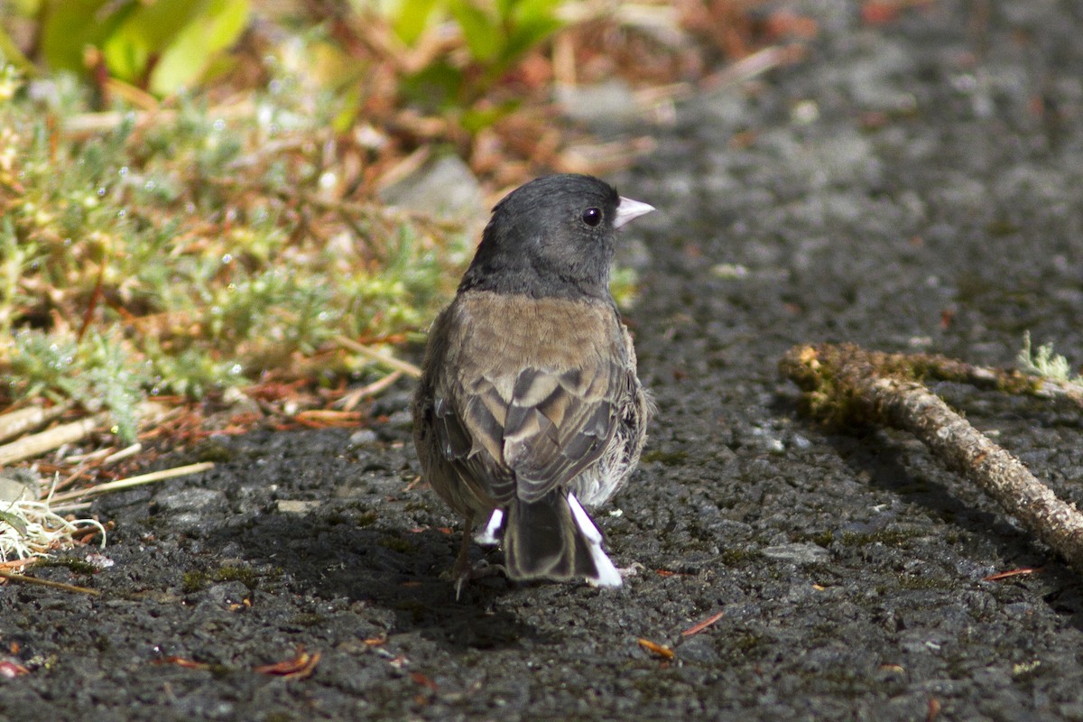 Junco Ojioscuro (grupo oreganus) - ML67483691