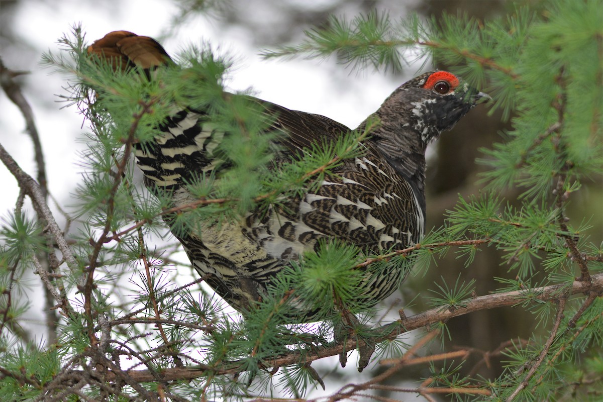 Spruce Grouse - Steve Mierzykowski