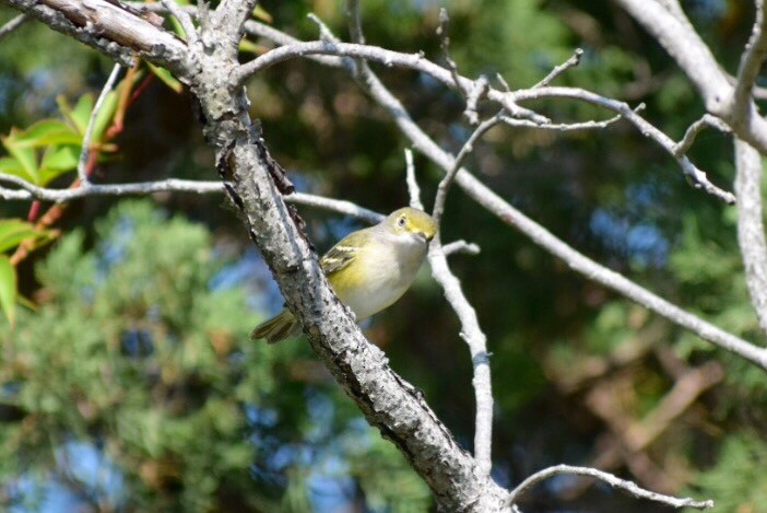 White-eyed Vireo - Steven Weiss