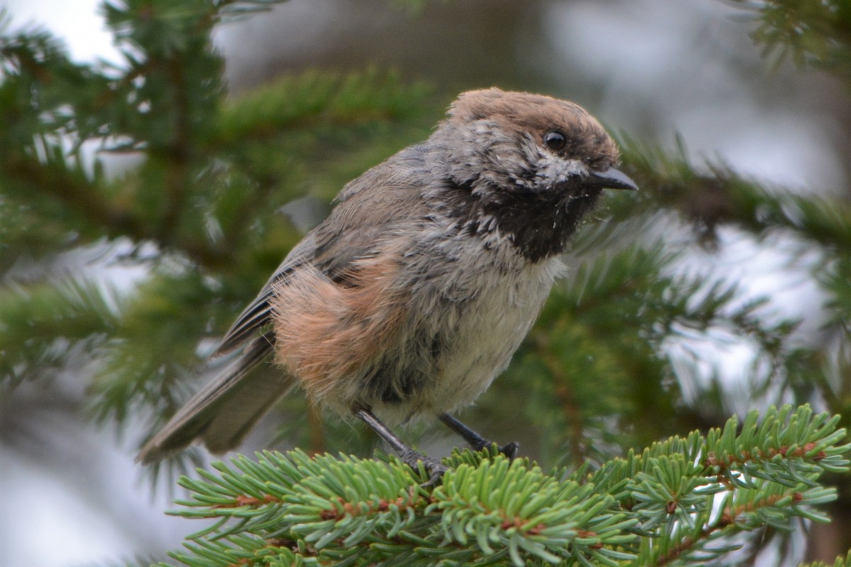 Boreal Chickadee - ML67484471