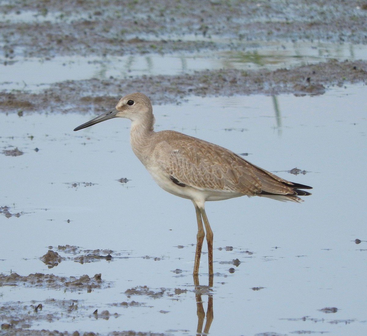 vodouš břehoušovitý (ssp. inornata) - ML67484731