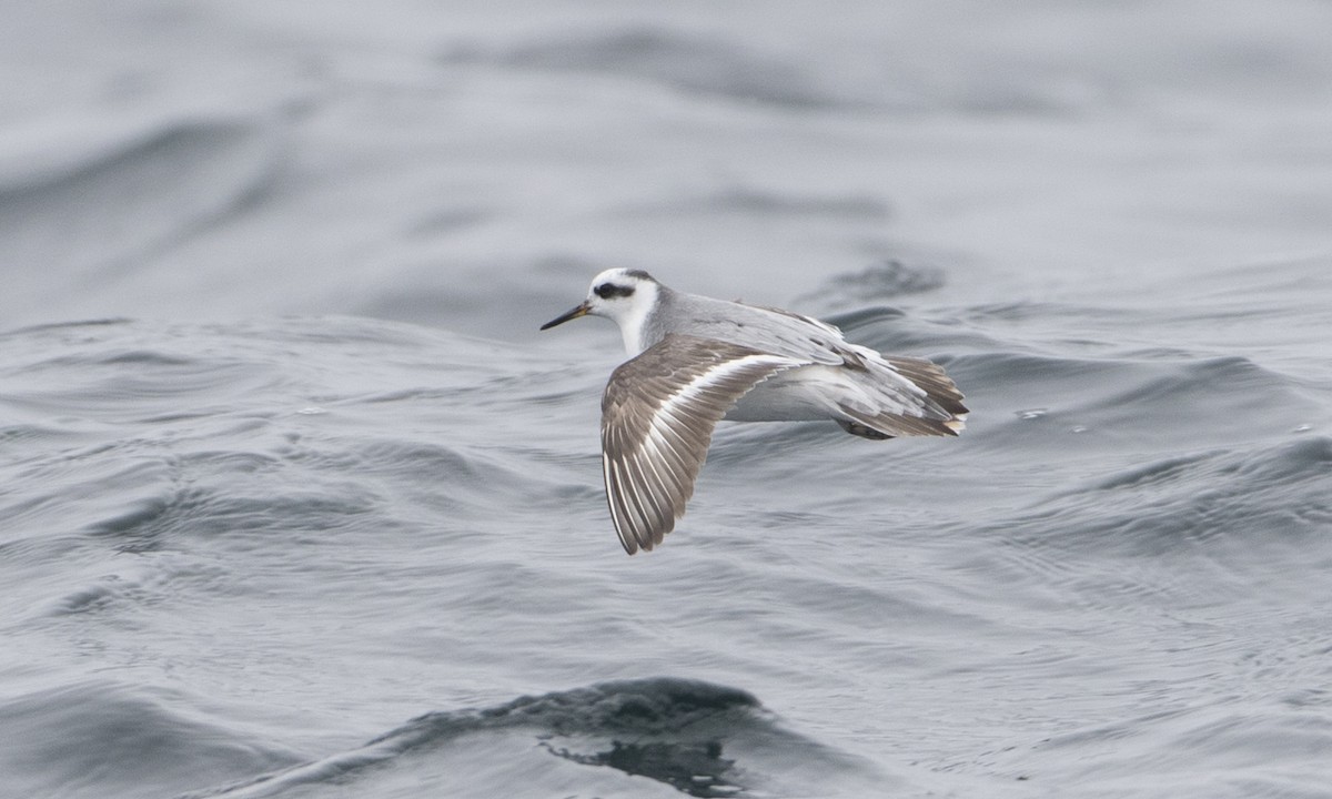 Red Phalarope - Brian Sullivan