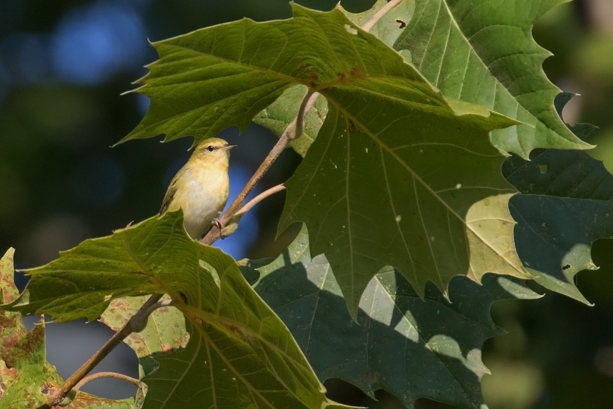 Tennessee Warbler - ML67486661