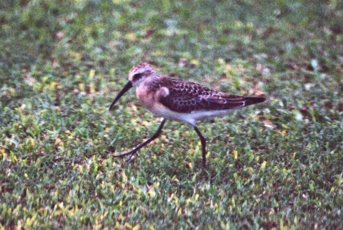 Curlew Sandpiper - ML67486811