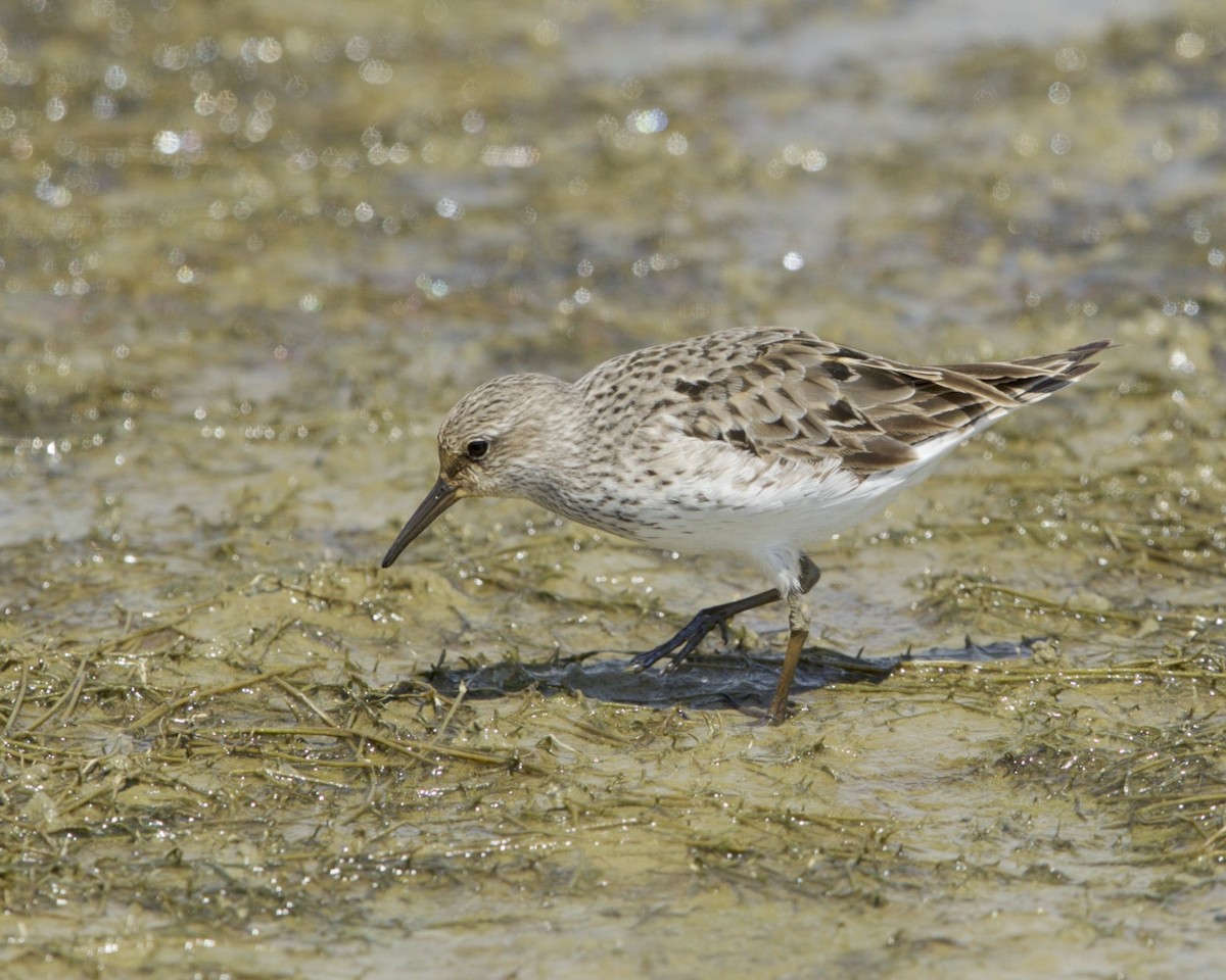 Weißbürzel-Strandläufer - ML67486841