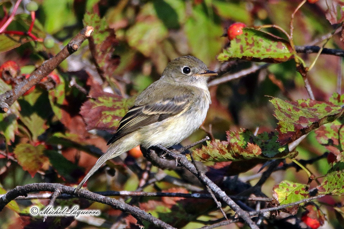 Least Flycatcher - Michel Laquerre