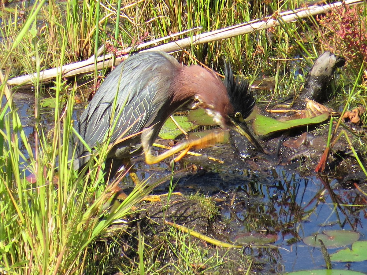 Green Heron - ML67490091