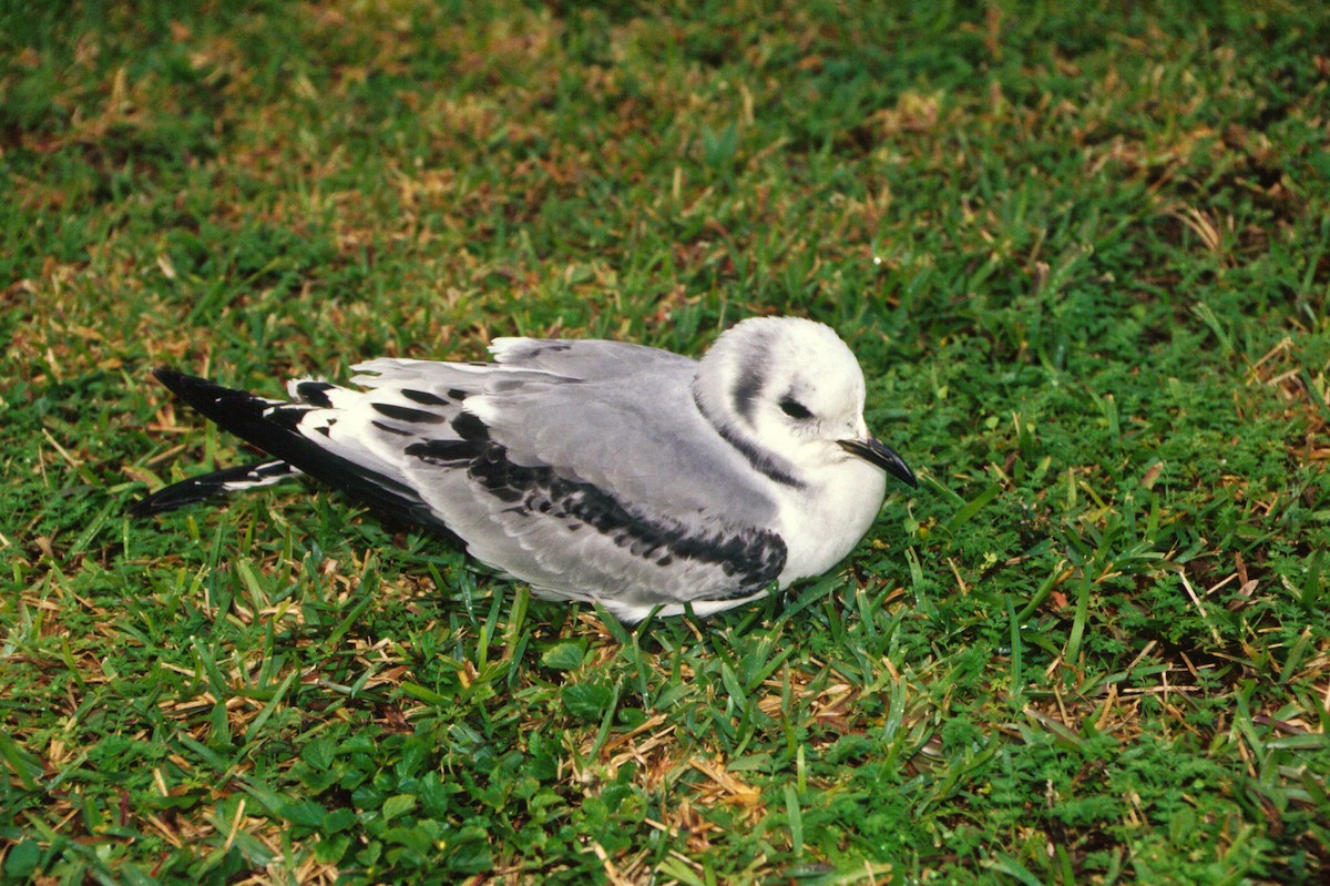 Mouette tridactyle - ML67491811
