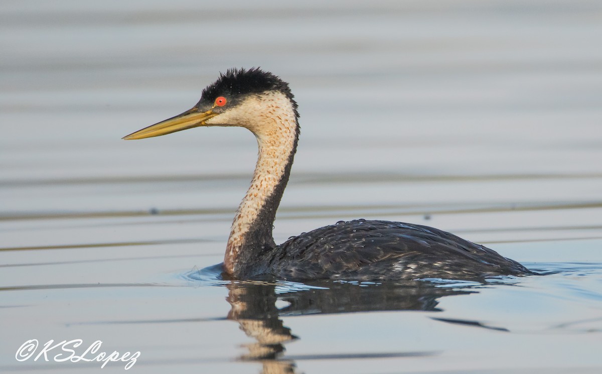 Western Grebe - ML67492001