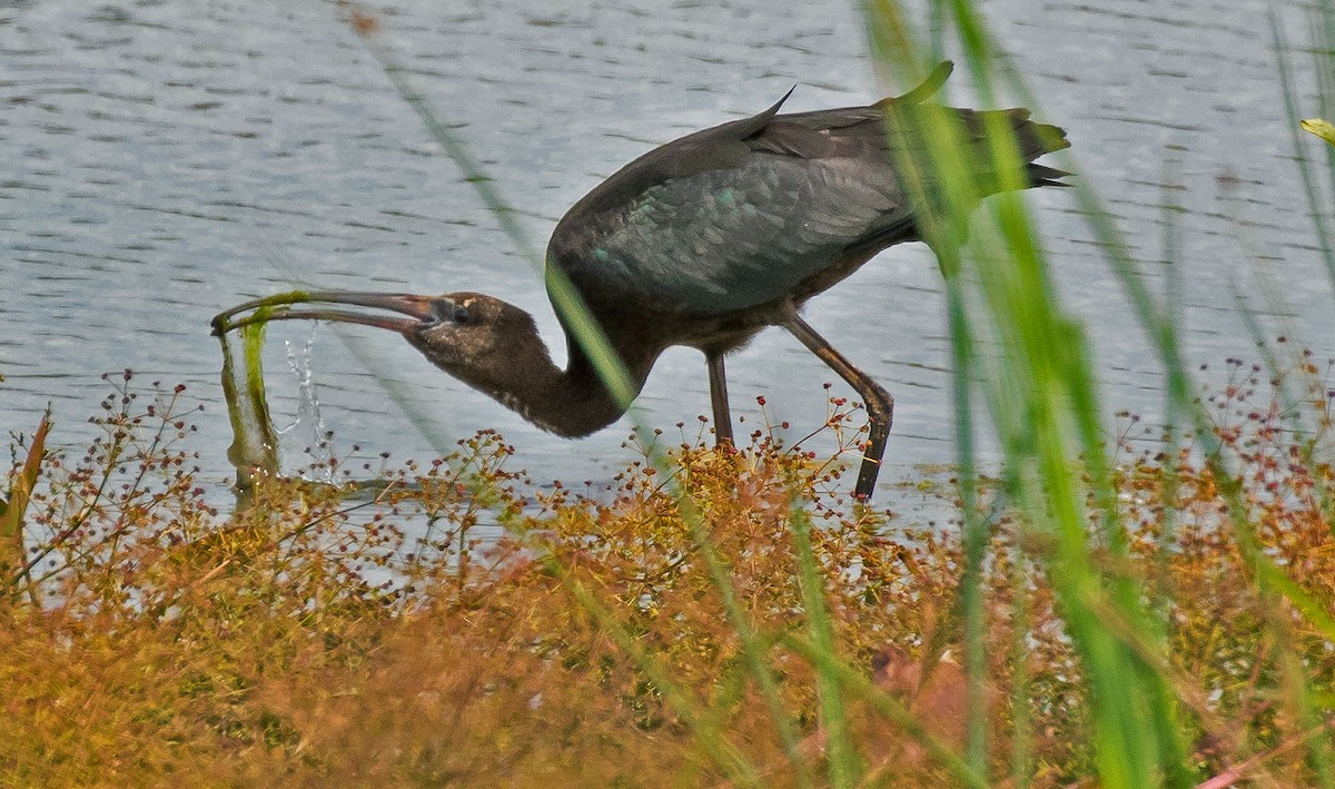 Glossy Ibis - ML67492251