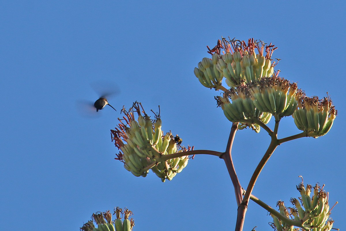 Lucifer Hummingbird - ML67492571