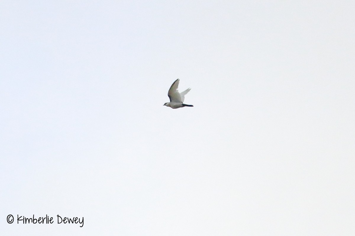 Rock Pigeon (Feral Pigeon) - ML67493021