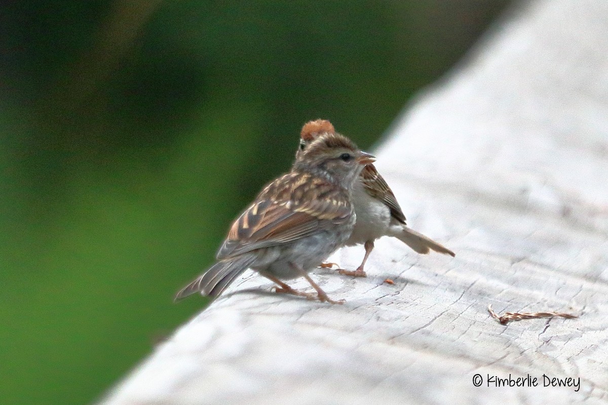 Chipping Sparrow - ML67493031