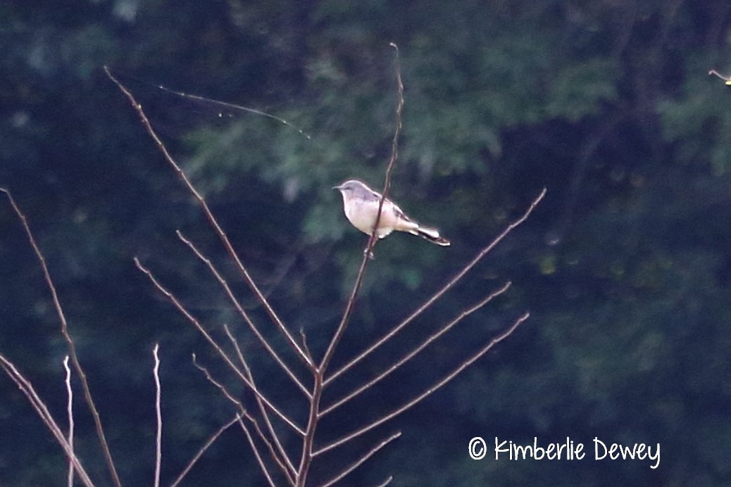 Northern Mockingbird - ML67493171